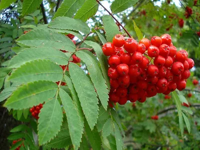 Купить Рябина обыкновенная Sorbus aucuparia - в питомнике Флорини