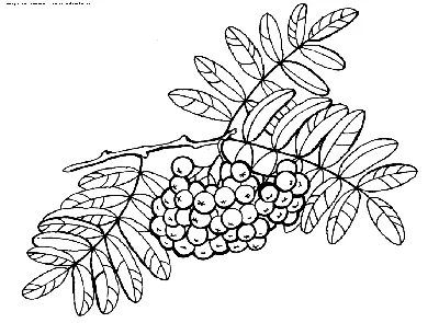 Рябина рисунок для детей - 55 фото