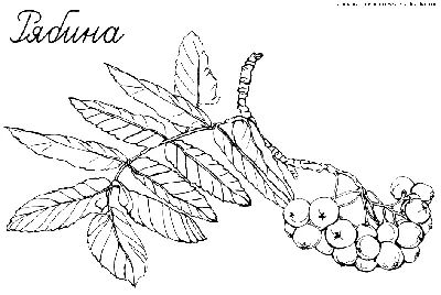 Рябина рисунок для детей - 40 фото