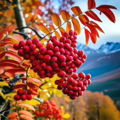 Picture Autumn Sorbus Nature Berry Seasons