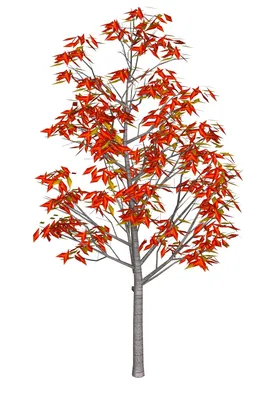 Осеннее дерево рябина - 48 фото