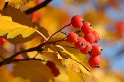 Рябина. Осень.🍂 in 2023