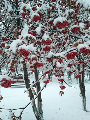 Рябина под снегом 