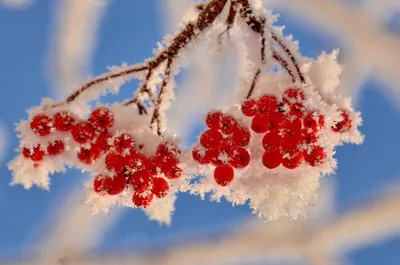 Mountain ash under the snow, Рябина под снегом | Рябина