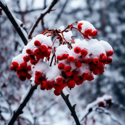 Рябина в снегу рисунок - 76 фото
