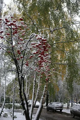 Рябина в снегу