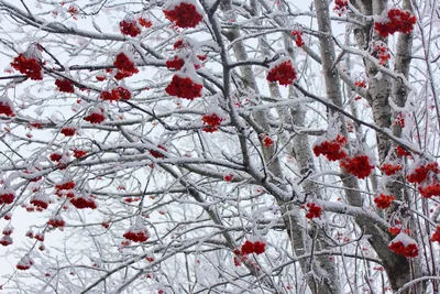 Волшебные сады как из сказки: 30 зимних фото — 