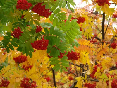 Купить Рябина обыкновенная Sorbus aucuparia - в питомнике Флорини