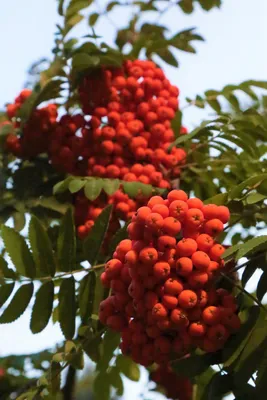 Рябина амурская Sorbus amurensis Koehne