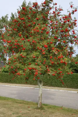 Рябина Сказка - Рябина - GardenPlants