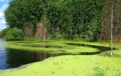 Ряска многокоренниковая - Ряска - Плавающие растения - Водные растения -  Растения для водоемов - 