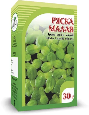 Ряска малая (Lemna minor L.)