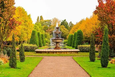 Купить «Роза сорта «Риджентс Парк» ( Regents Park)» с доставкой в Воронеже  - «Pink flowel»