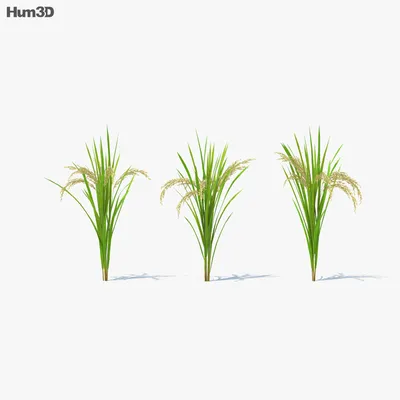 Генетически модифицированный рис может стать первым земным растение...