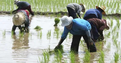 Генетически модифицированный рис может стать первым земным растением на  Марсе - Новини АПК | Головні фермерські новини України