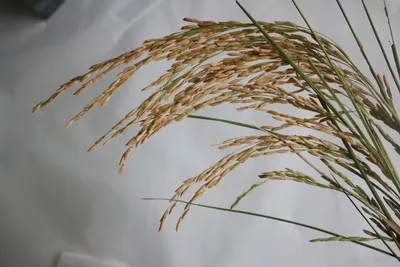 Где и как растет рис, и можно ли выращивать его в домашних условиях |  Идеальный огород | Дзен