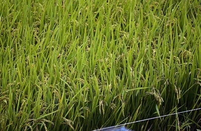 Почему рисовые поля заливают водой, если рис прекрасно растет и на обычном  сухом грунте? / Оффтопик / iXBT Live