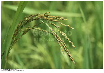 Рис растение картинки