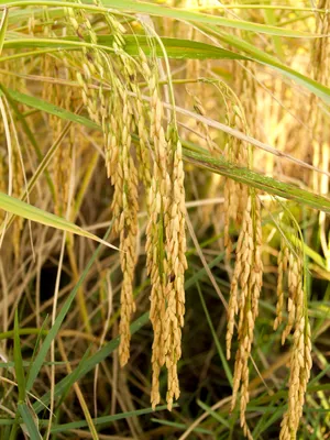 Рис (зерно) — Википедия