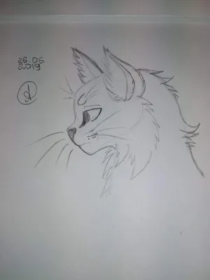 Учимся рисовать котиков))) | Art (RUS) Amino