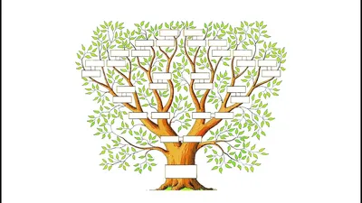 Генеалогическое древо, шежере, родословное дерево (id 3890805), заказать в  Казахстане, цена на 