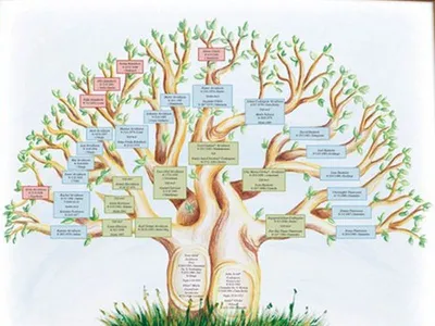 Что собой представляет родословное дерево