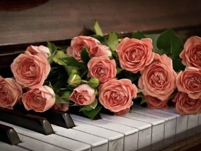 Белые розы на пианино - 63 фото
