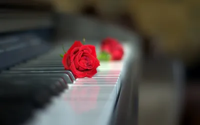 Розы и рояль стоковое изображение. изображение насчитывающей зрелищность -  123420033