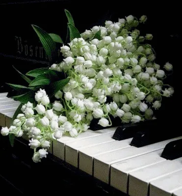 Розы на рояле - красивые фото