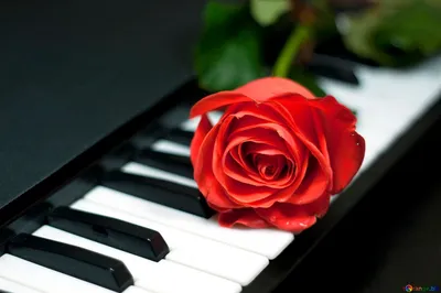 Создать мем "клавиши пианино и любовь красивые, фото нот рояля и цветов,  розы на пианино gif" - Картинки - 