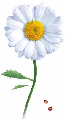 Ромашка цветок рисунок для детей - 67 фото
