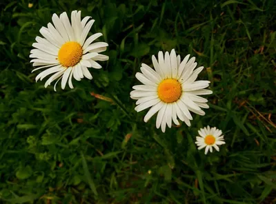 Ромашка Ромашки Белые Цветки - Бесплатное фото на Pixabay - Pixabay