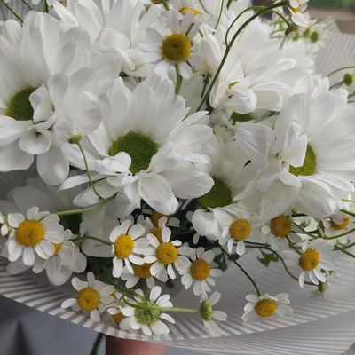 Ромашковое утро, Цветы и подарки в Дмитрове, купить по цене 1600 RUB,  Авторские букеты в Салон цветов Орхидея с доставкой | Flowwow