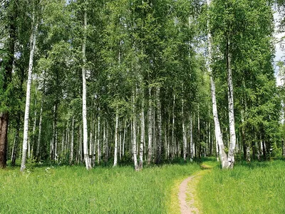 Панно Бамбуковая роща 005/2, коллекция Пейзаж. Стиль: классический, Цвет:  зеленый