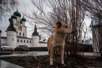  - Город Ростов Великий, Ярославская область. Фотографии.