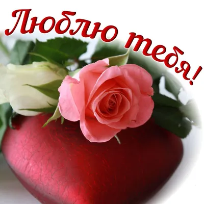 Красивые красные розы с надписью люблю тебя | Премиум Фото