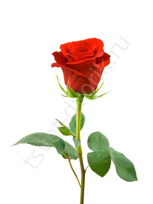 Роза – секреты флористов от «ChocoRose»