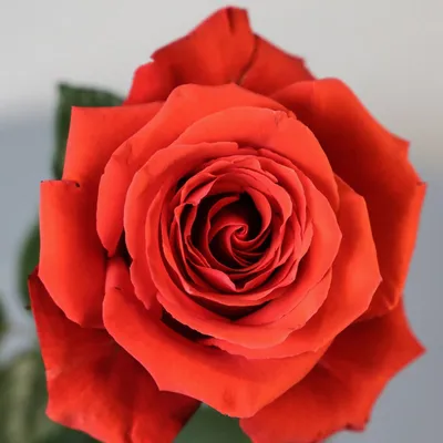 Купить Искусственная Роза в колбе 27см c коробкой/вечный цветок из  Красавицы и чудовища под куполом в подарок сорт розы - Дам де Кер по  выгодной цене в интернет-магазине  (626292980)