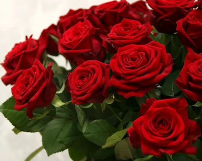  | Красные розы "Red Naomi" - купить в Алматы по лучшей цене  с доставкой