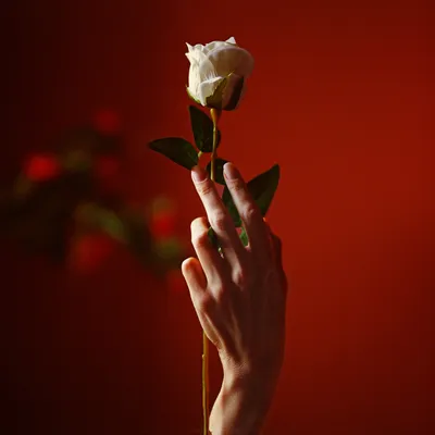 Одна роза в руке - фото и картинки: 59 штук