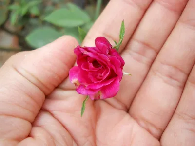 Роза в руке (85 фото) »