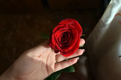 Тату роза на руке от мастера Алёны Бариновой | Тату-студия BARIN