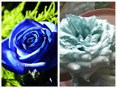 Эксперимент "Синяя роза своими руками" по советам из Интернета: результат  получился неожиданный