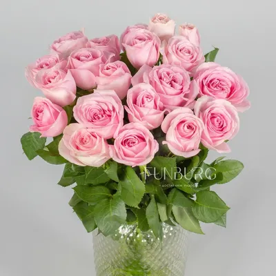 Розовые розы картинки