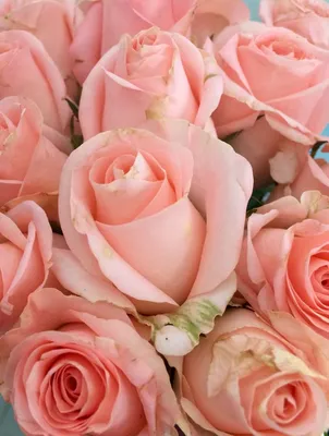Купить нежно-розовые розы с доставкой по Екатеринбургу - интернет-магазин  «»