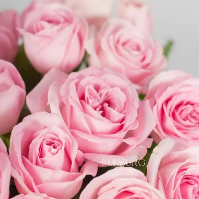 Букет из 21 пионовидной розы Keira по цене 7676 руб. заказать с доставкой  по Москве - свежие цветы от интернет-магазина "Во имя розы"