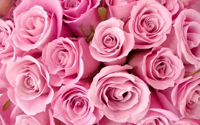 Розовые розы обои для рабочего стола, картинки и фото - 