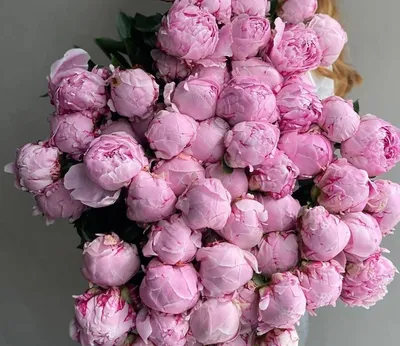Нежные розовые розы - 72 фото