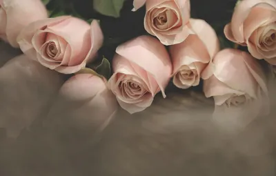 Обои Розовые цветочки, картинки - Обои для рабочего стола Розовые цветочки  фото из альбома: (цветы)