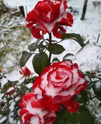 Роза на снегу (Нинесе Гейсер 2) / Стихи.ру